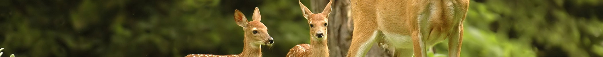 Kollektion_Sonderuhren_Header_Ausschnitt.jpg